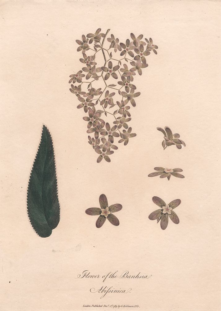 Flower of the Banskia Abissinica 1789 by James Heath