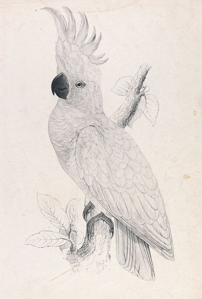 Lesser Sulphur-crested Cockatoo (Plate 4)