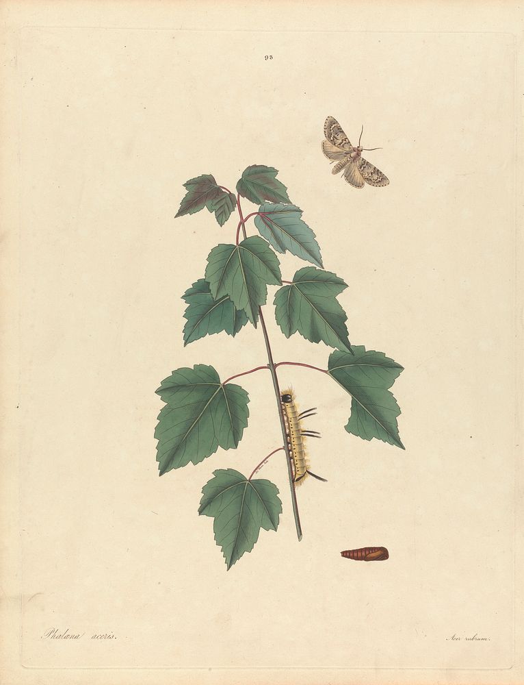 Phalaena Aceris. Acer Rubrum (Grey Maple Moth, Red Maple), Plate 93 from James Edward Smith, the 'Natural History of the…