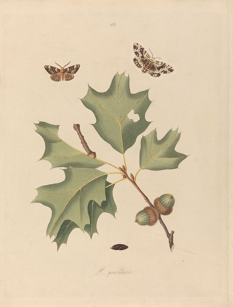Phalaena Quernaria. Quercus Rubra (American Oak Beauty, Northern Red Oak), Plate 103 from James Edward Smith, the 'Natural…
