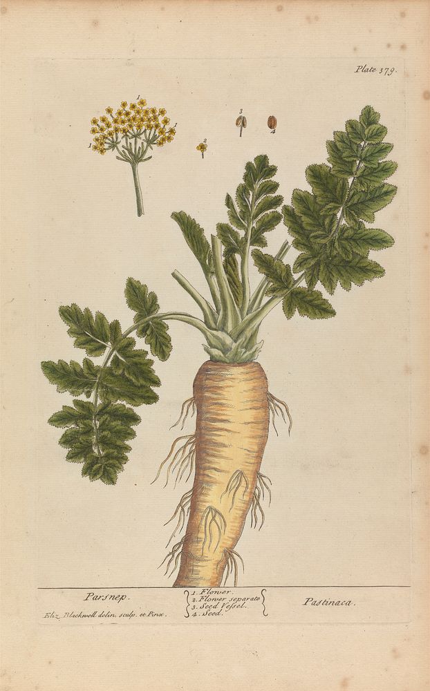 Pastinaca (Parsnip), Plate 379 from 'A Curious Herbal', volume II, London, 1737