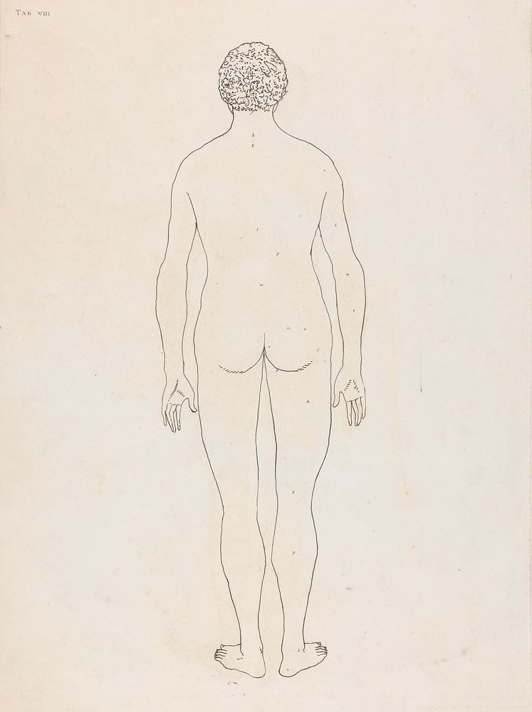 Plate VIII, Human Body, Posterior View
