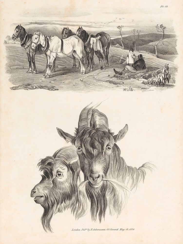 Untitled Images of Livestock, Plate 12