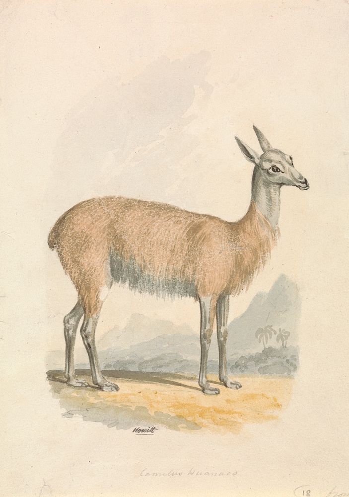 Llama