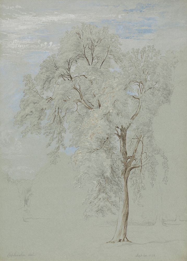 Ash Tree by Edward Swinburne