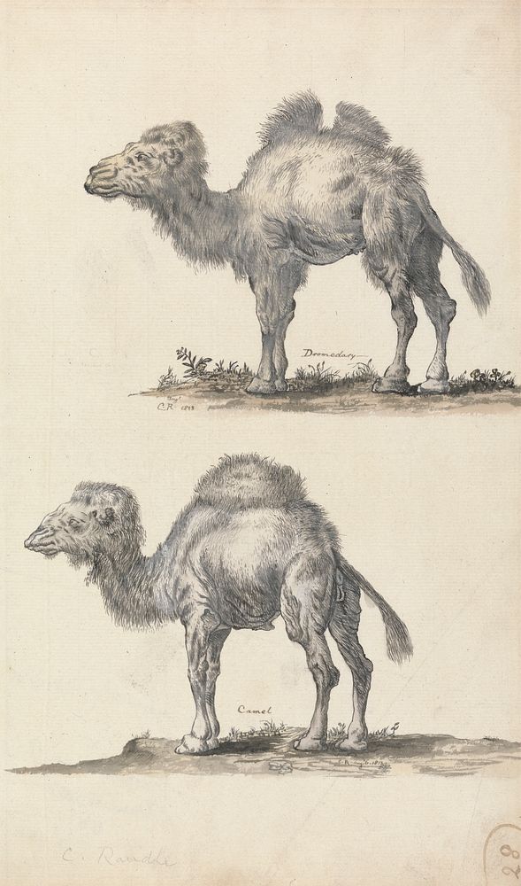 A Dromedary and a Camel