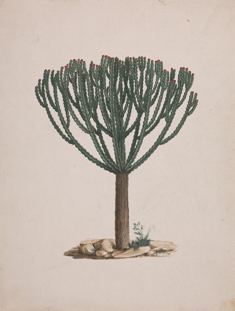 Euphorbia abyssinica  J.F. Gmel. (Ethiopian Tree-Spurge): finished drawing of the tree's habit by Luigi Balugani