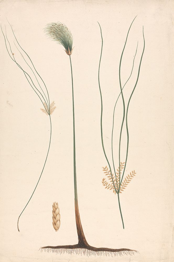 Cyperus papyrus  L. (Papyrus Sedge): finished drawing of steam and flowering head, with details of inflorescence left and…