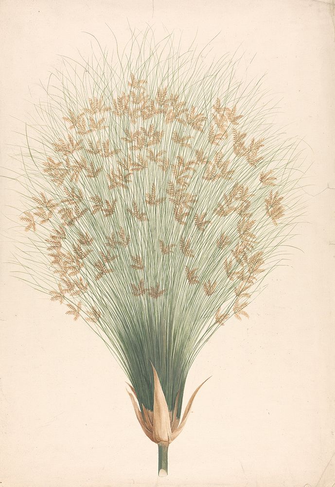 Cyperus papyrus  L. (Papyrus Sedge): finished drawing of inflorescence