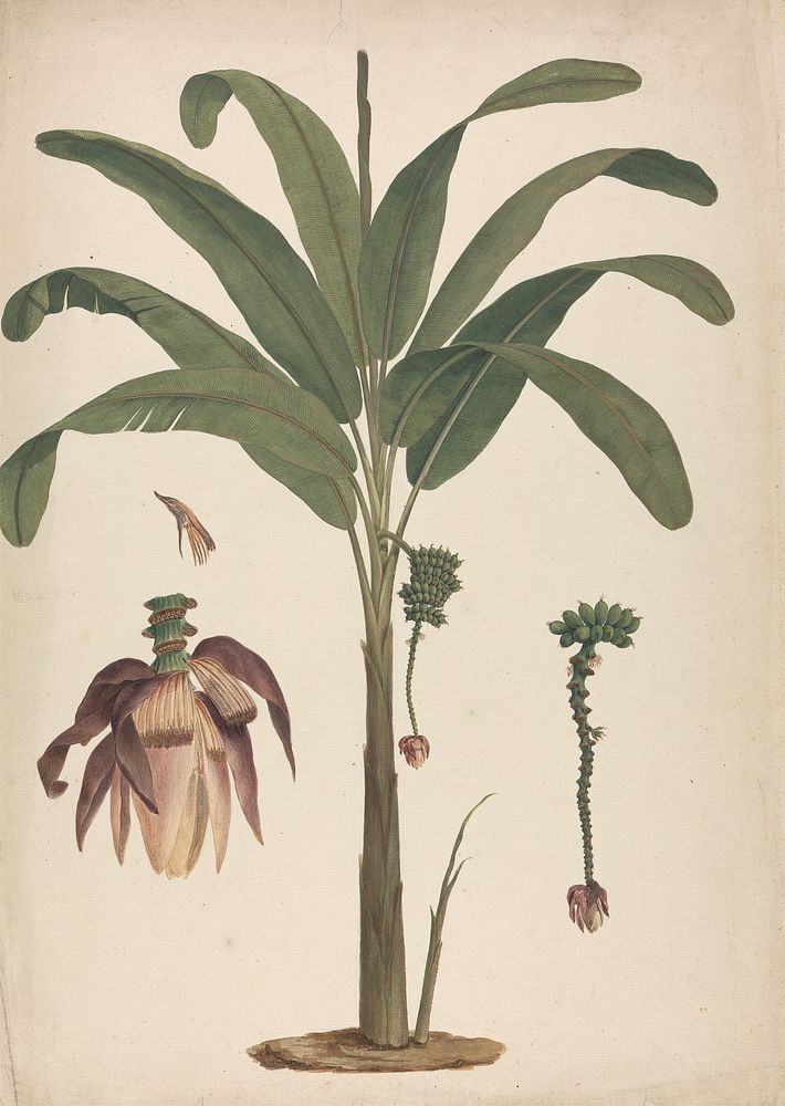 Musa x sapientum  L. (Banana): finished drawing with details of inflorescence