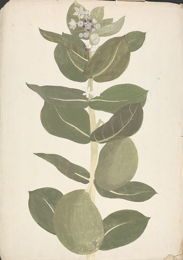 Calotropis procera  (Ait.) Ait. f. (Apple of Sodom, Auricular Tree): finished drawing of flowering and fruiting plant