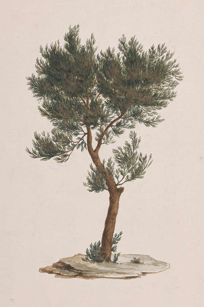Juniperus procera  Endl. (African Pencil Cedar): finished drawing of trees's habit