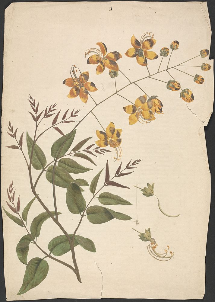 Cassia Fistula (Purging cassia):  finished drawing of leafy shoot with flowers