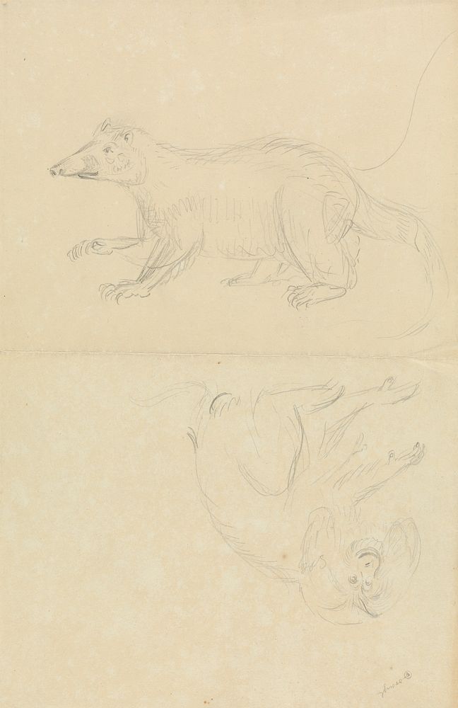 A Mammal (coatimundi?) and a Primate (Marmoset?). A Coatimundi and a Lion-Headed Marmoset