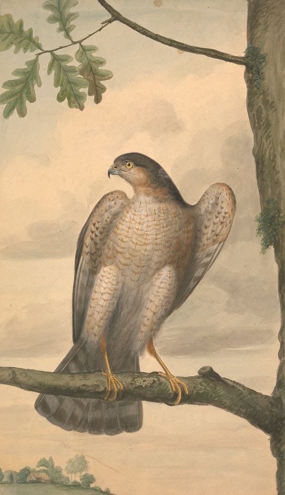 Eurasian Sparrowhawk