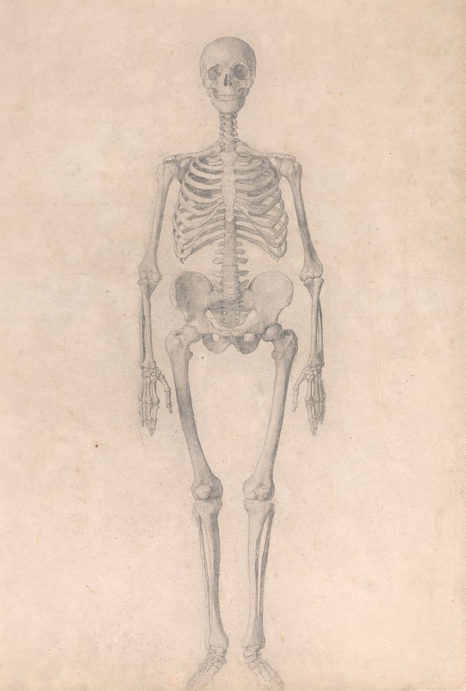 Human Skeleton, Anterior View (Finished Study for Table I) by George Stubbs