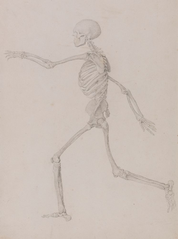 Human Skeleton, Lateral View Seen from the Left, Running (Finished Study for Table III) by George Stubbs