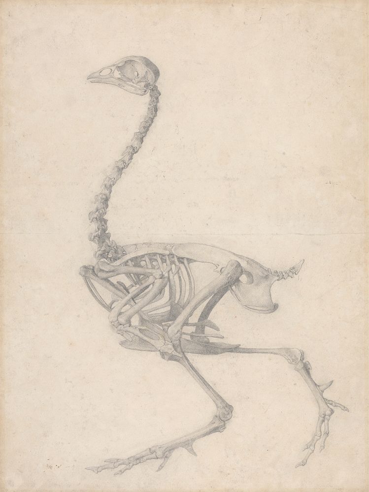 Fowl Skeleton, Lateral View (Finished Study for Table V) by George Stubbs