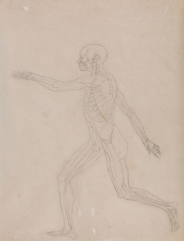 Human Figure, Lateral View by George Stubbs