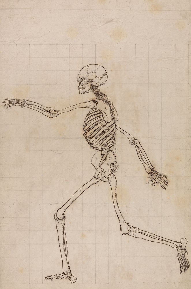 Human Skeleton, Lateral View by George Stubbs