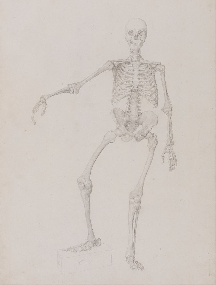 Human Skeleton, Anterior View (Right Arm Outstretched; finished study for unpublished table) by George Stubbs