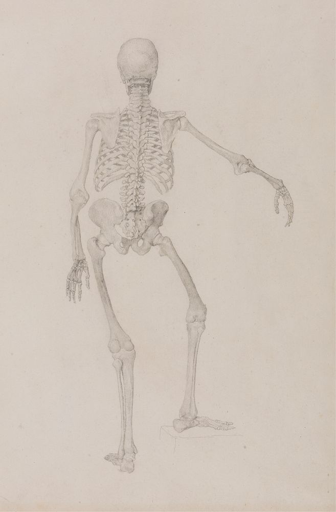 Human Skeleton, Posterior View (Right Arm Outstretched; finished study for an unpublished table) by George Stubbs