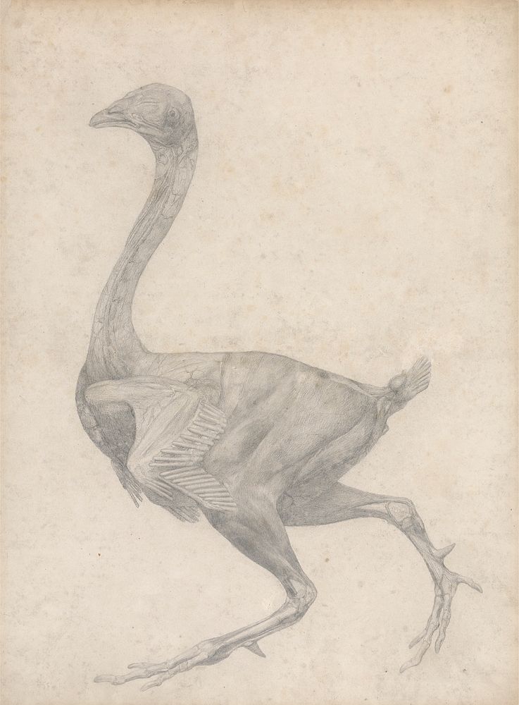 Fowl, Lateral View, with Skin and Underlying Fascial Layers Removed (Finished Study for Table XV) by George Stubbs