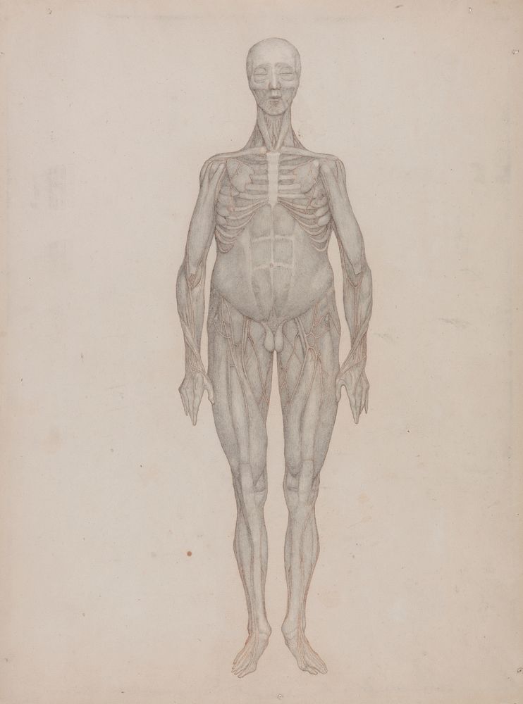 Human Figure, Anterior View (Intended for a Plate That was Never Published) by George Stubbs