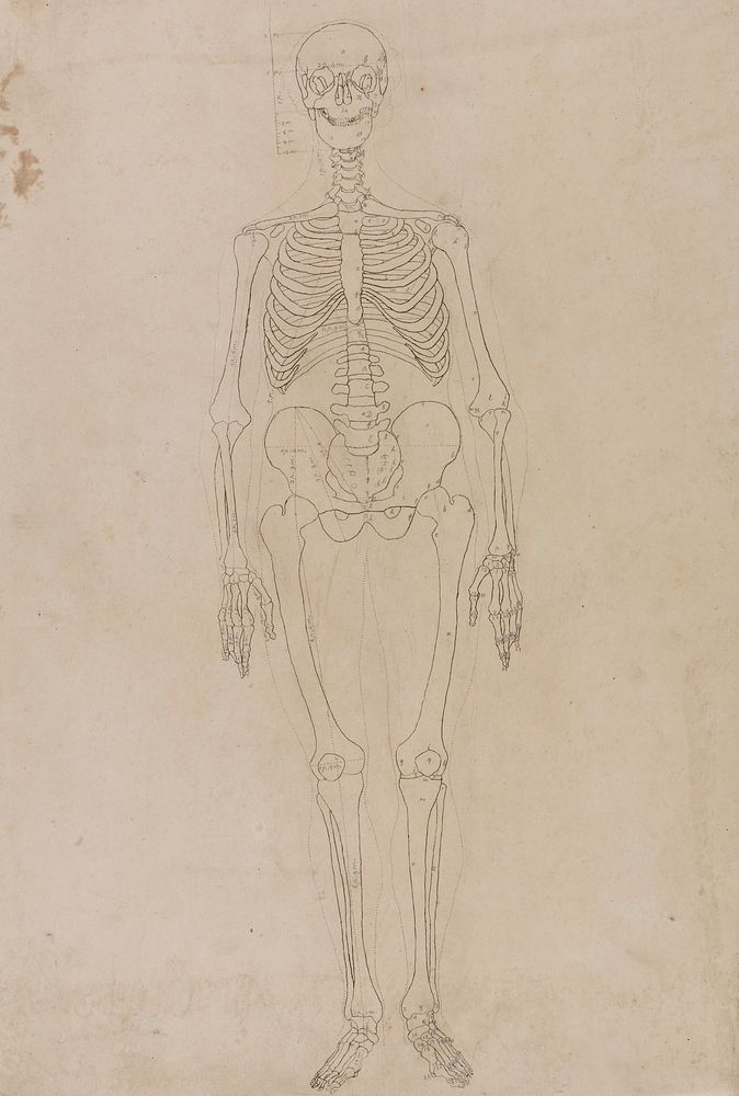 Human Skeleton, Anterior View by George Stubbs