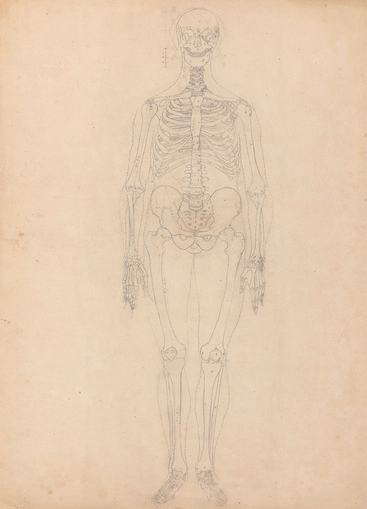 Human Skeleton, Anterior View by George Stubbs