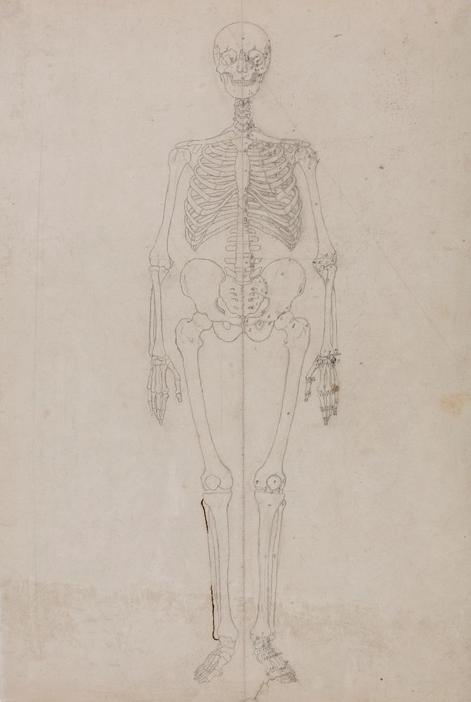 Human Skeleton, Anterior View (Final study) by George Stubbs