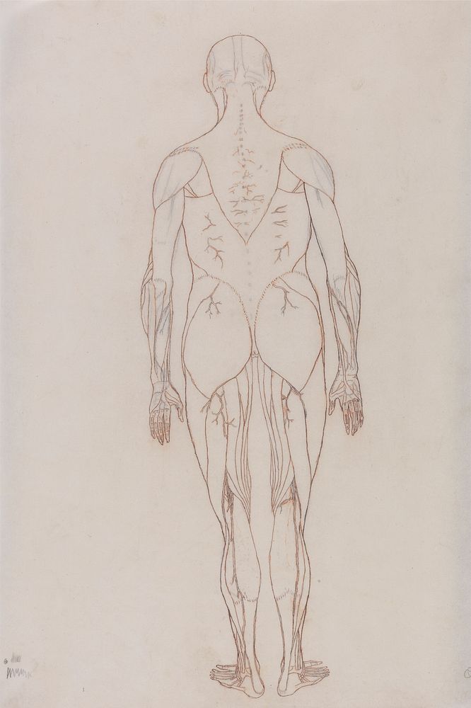 Human Figure, Posterior View (Outline Drawing for Key Figure to Table XII) by George Stubbs