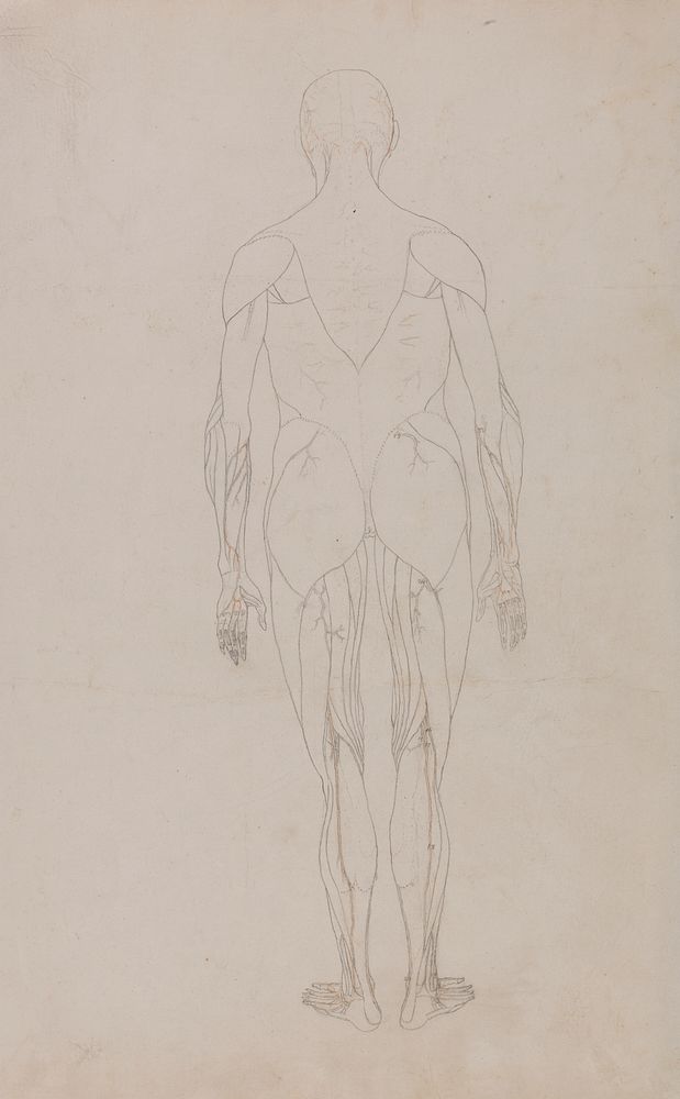 Human Figure, Posterior View (Further Study for Table XII) by George Stubbs
