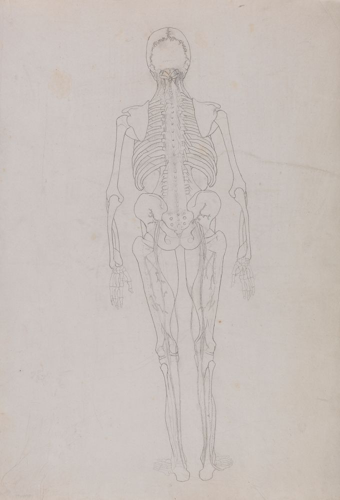 Human Figure, Posterior View (Outline drawing for a key figure showing the final stage of dissection) by George Stubbs