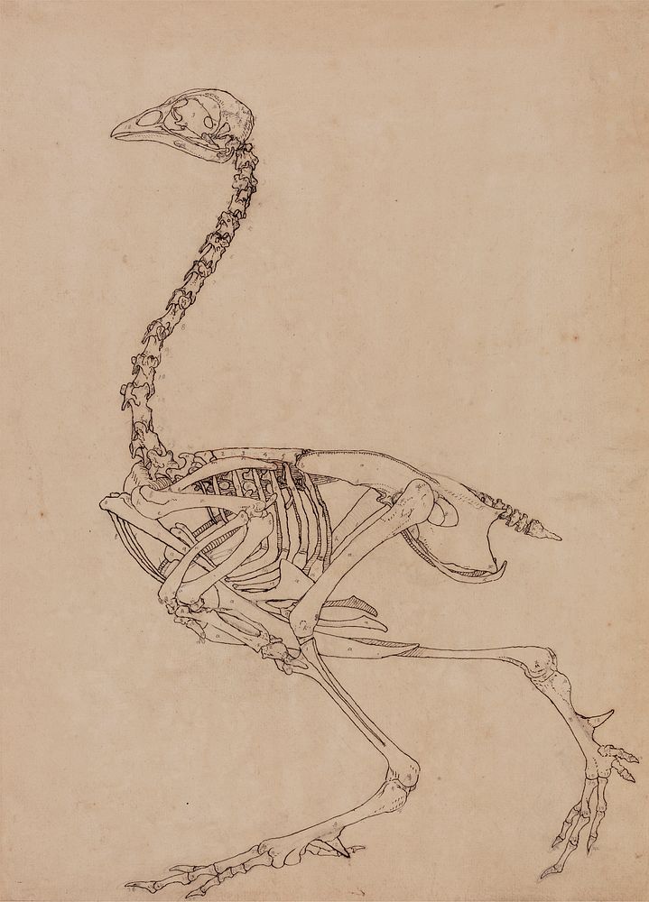 Fowl Skeleton, Lateral View (Study for the key figure to Table V) by George Stubbs