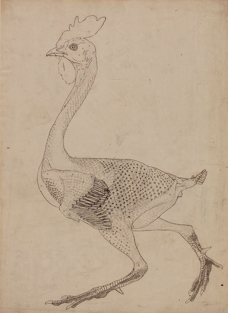 Fowl Body, Lateral View (Study for key figure to Table X) by George Stubbs