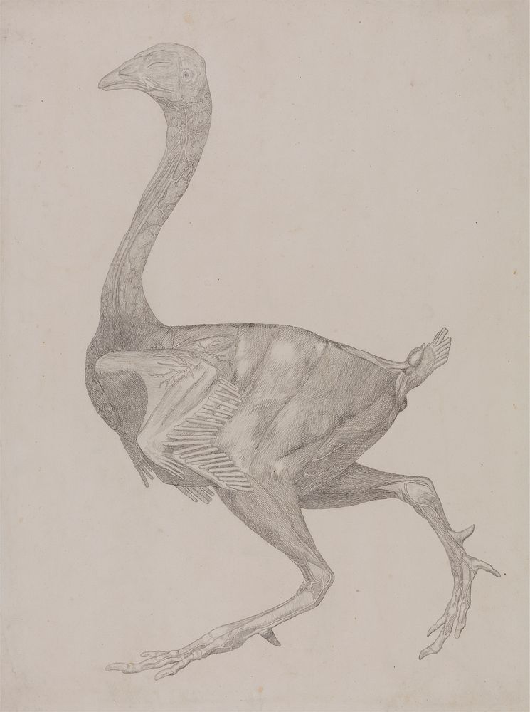 Fowl Body, Lateral View (Probably Prepared for Transfer to the Plate for Engraving of Table XV) by George Stubbs