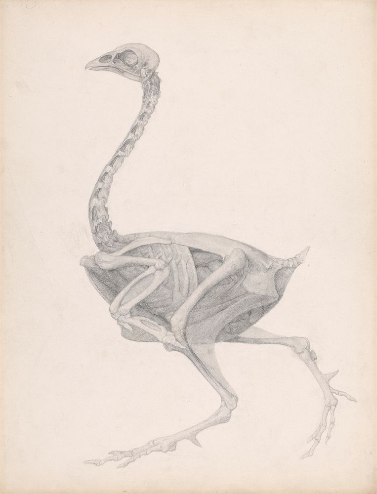 Fowl Body, Lateral View (Highly Finished Study for an Unpublished Table; Shows the Last Stage in Dissection) by George Stubbs