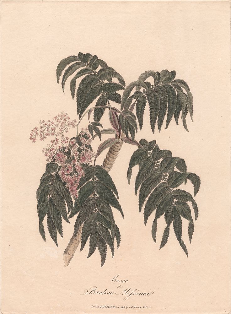 Cusso or Banksia Abissinica 1789 by James Heath