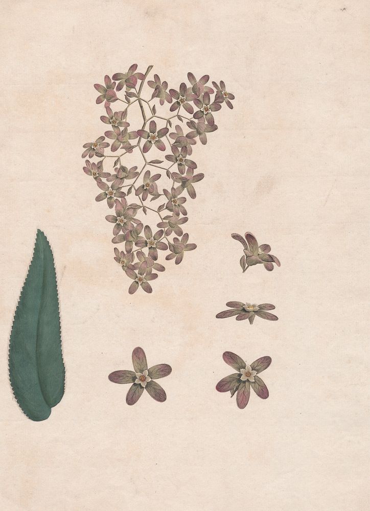 Flower of the Banskia Abissinica 1789 by James Heath