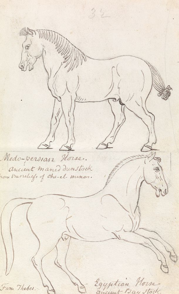 Medo-Persian Horse and Egyptian Horse by Charles Hamilton Smith