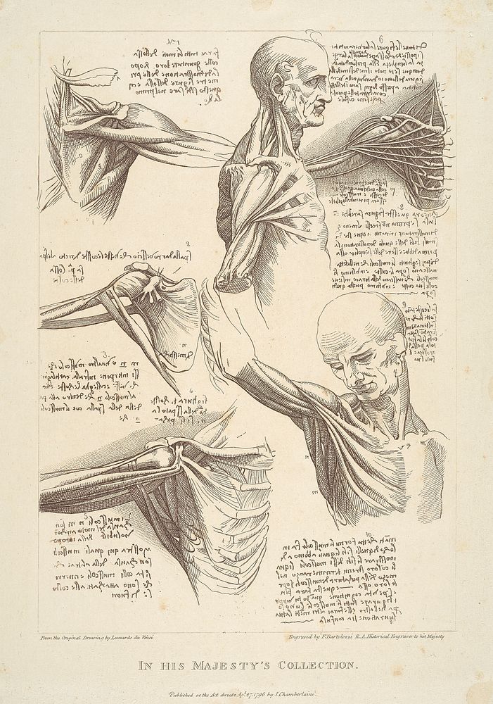 Sheet of Anatomical Studies of the Shoulder Muscles by Francesco Bartolozzi 