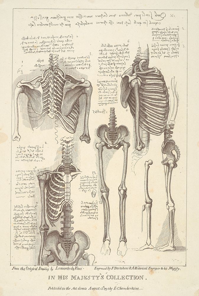 Sheet of Anatomical Studies of Postcranial Bones by Francesco Bartolozzi 