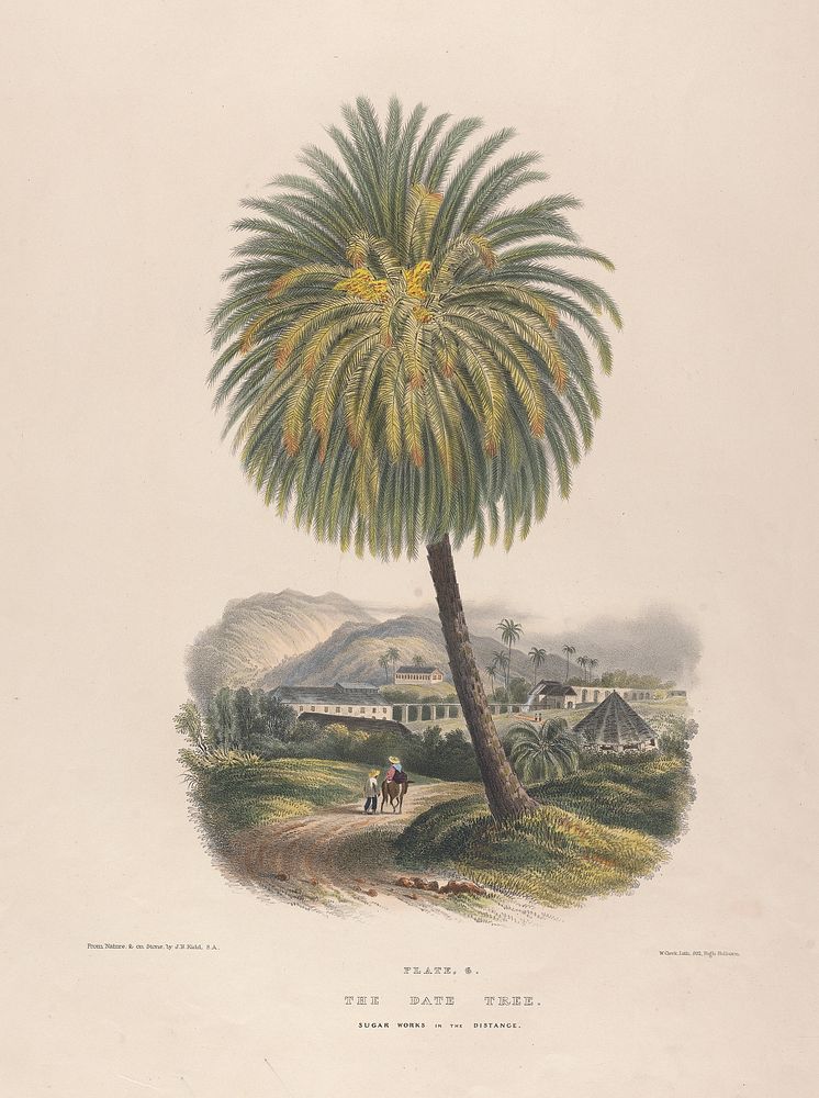 [Illustrations of Jamaica in a series of views comprising the principal towns harbours and scenery].