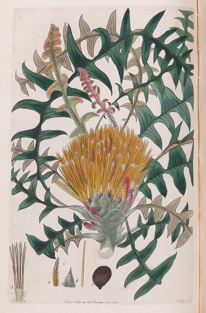 Flora Australasica, or, A selection of handsome, or curious plants, natives of New Holland, and the South Sea Islands :…