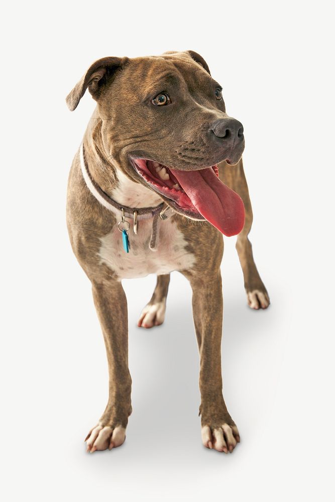 Pit Bull Dog, Pet Animal | Premium PSD - Rawpixel