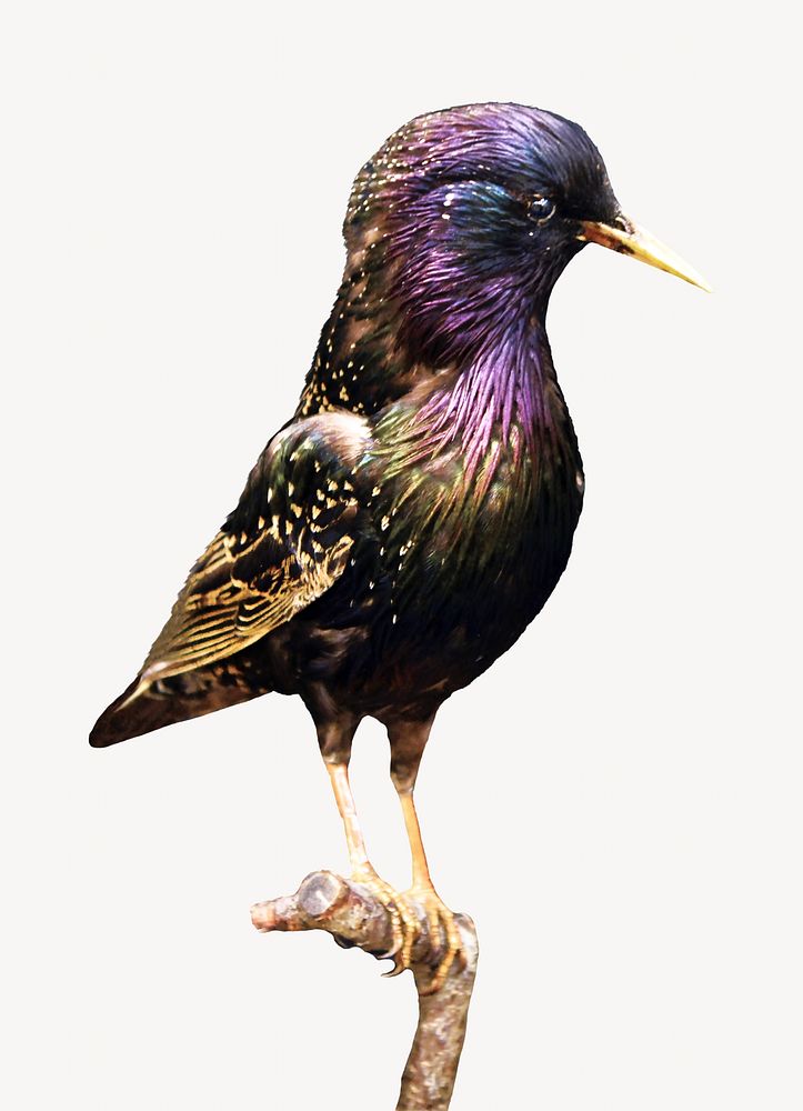 Starling bird collage element, animal isolated image
