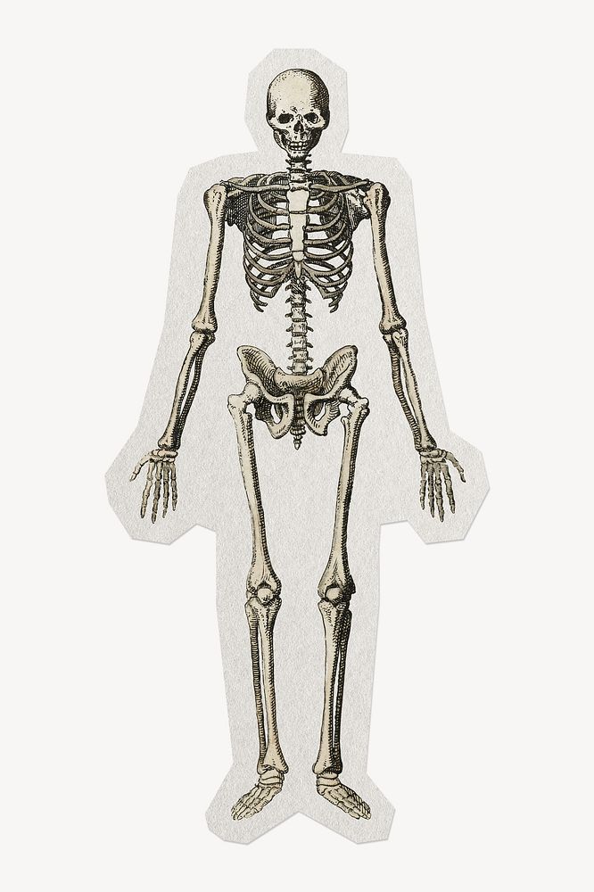 Aesthetic skeleton paper element with white border 