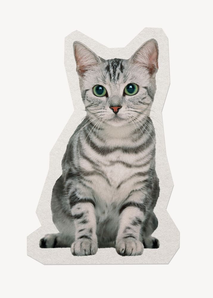 Cat paper element with white border