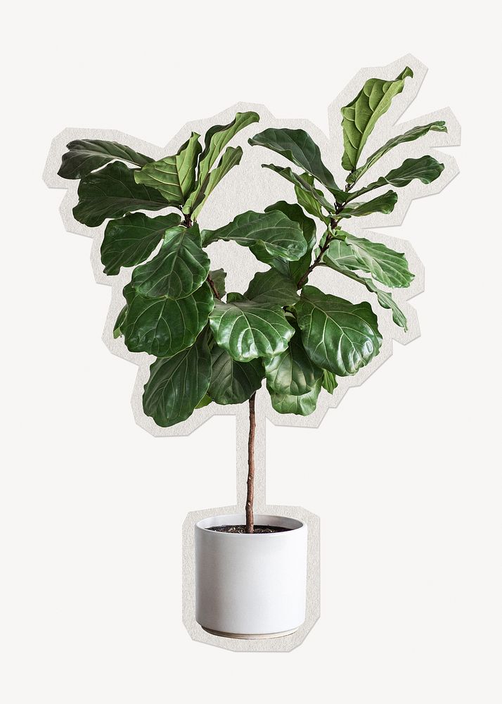 Fiddle leaf fig tree paper element with white border
